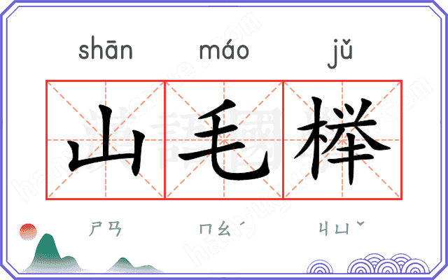 山毛榉