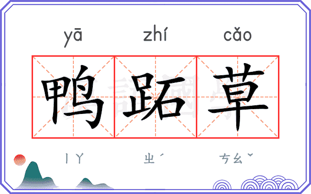 鸭跖草