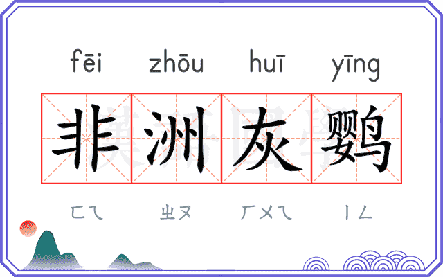 非洲灰鹦