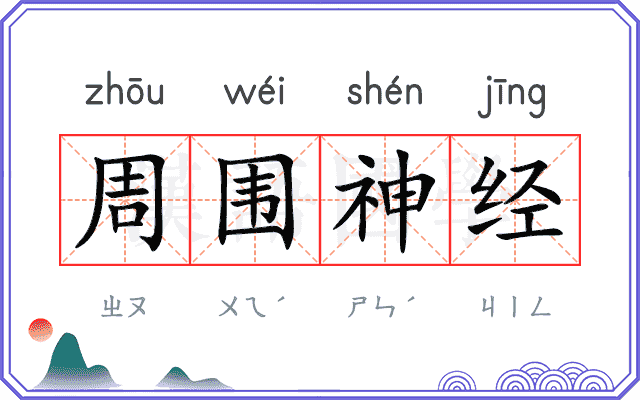 周围神经