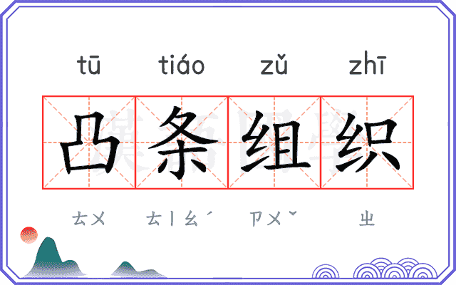 凸条组织