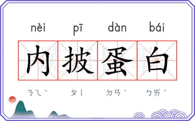 内披蛋白