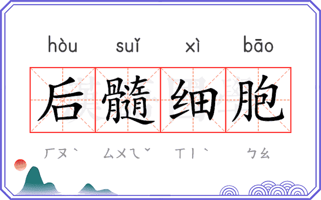后髓细胞