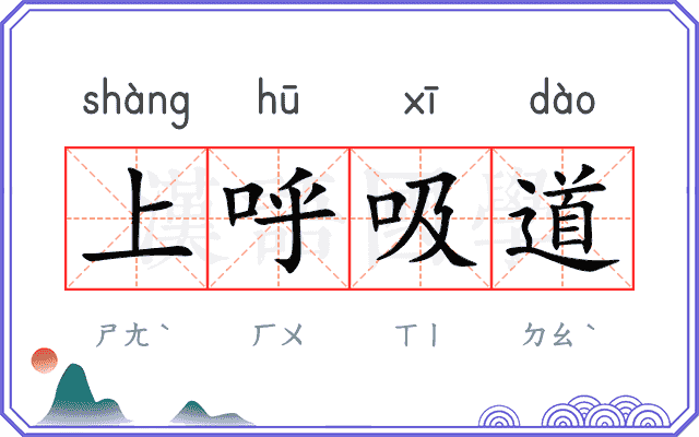 上呼吸道