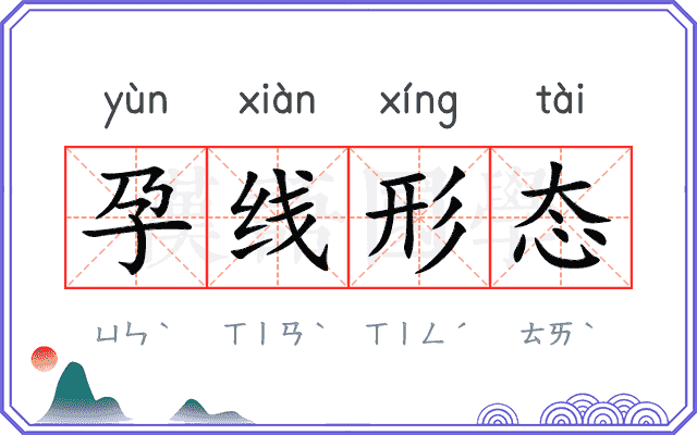 孕线形态