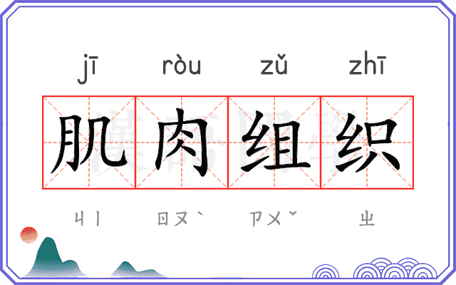 肌肉组织