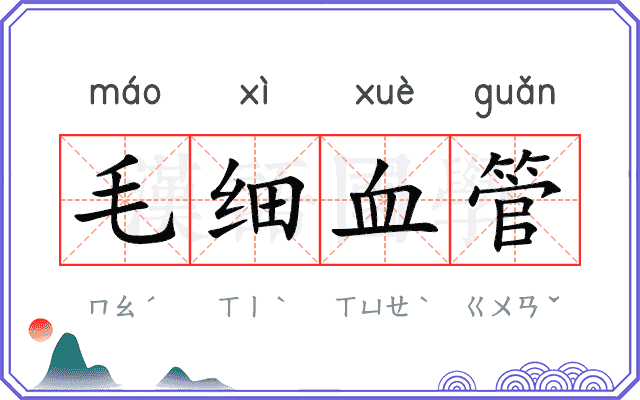 毛细血管