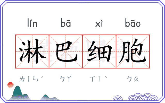 淋巴细胞