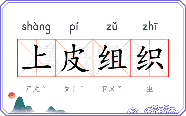 上皮组织