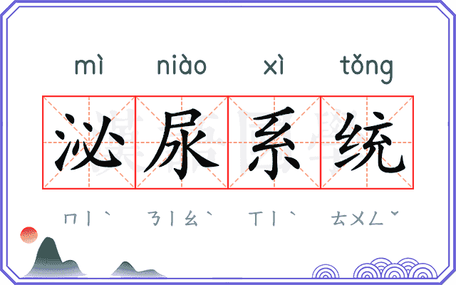 泌尿系统