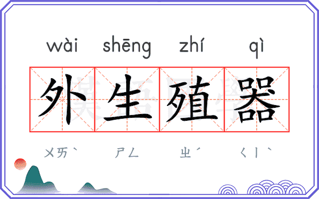 外生殖器