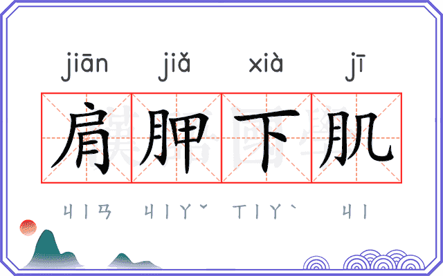 肩胛下肌