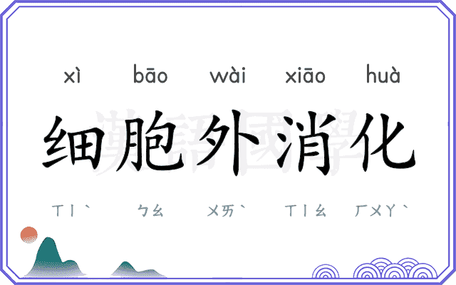 细胞外消化