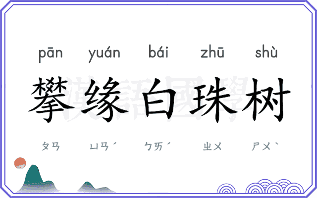 攀缘白珠树